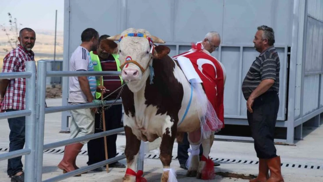 Gölbaşı'nın en güzel kurbanlıkları seçilecek