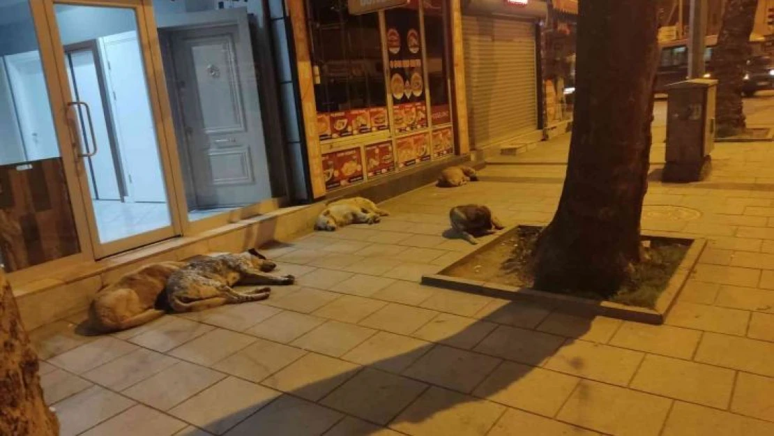 Grup halinde gezen sokak köpekleri esnaf ve vatandaşın korkulu rüyası oldu
