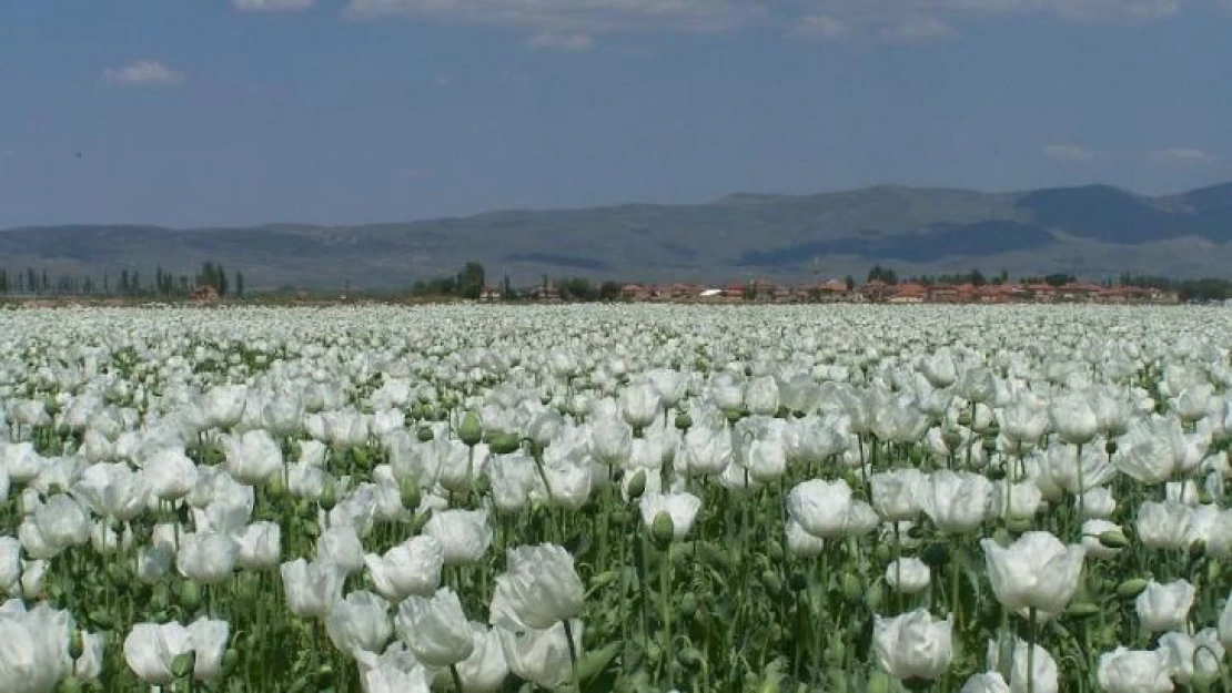 Haşhaş tohumu ihracatında yüzde 923'lük rekor artış