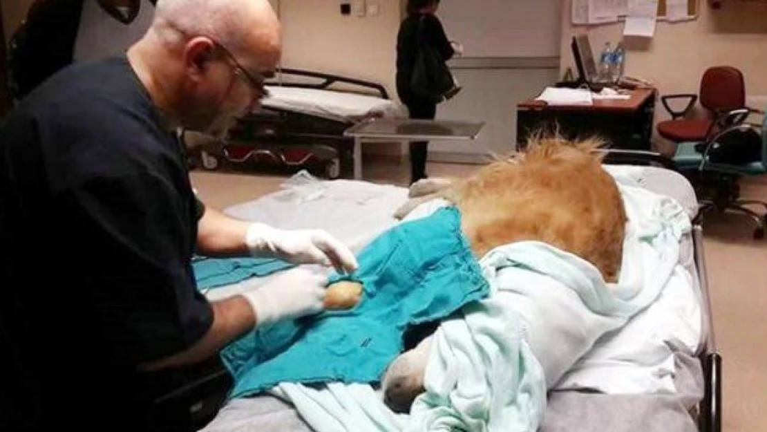 Hastanede ameliyat olan bu köpek günün konusu oldu