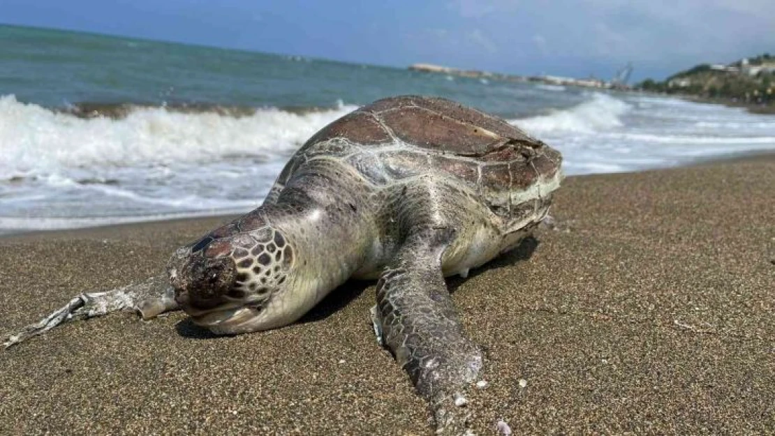 Hatay'da ölü caretta caretta sahile vurdu