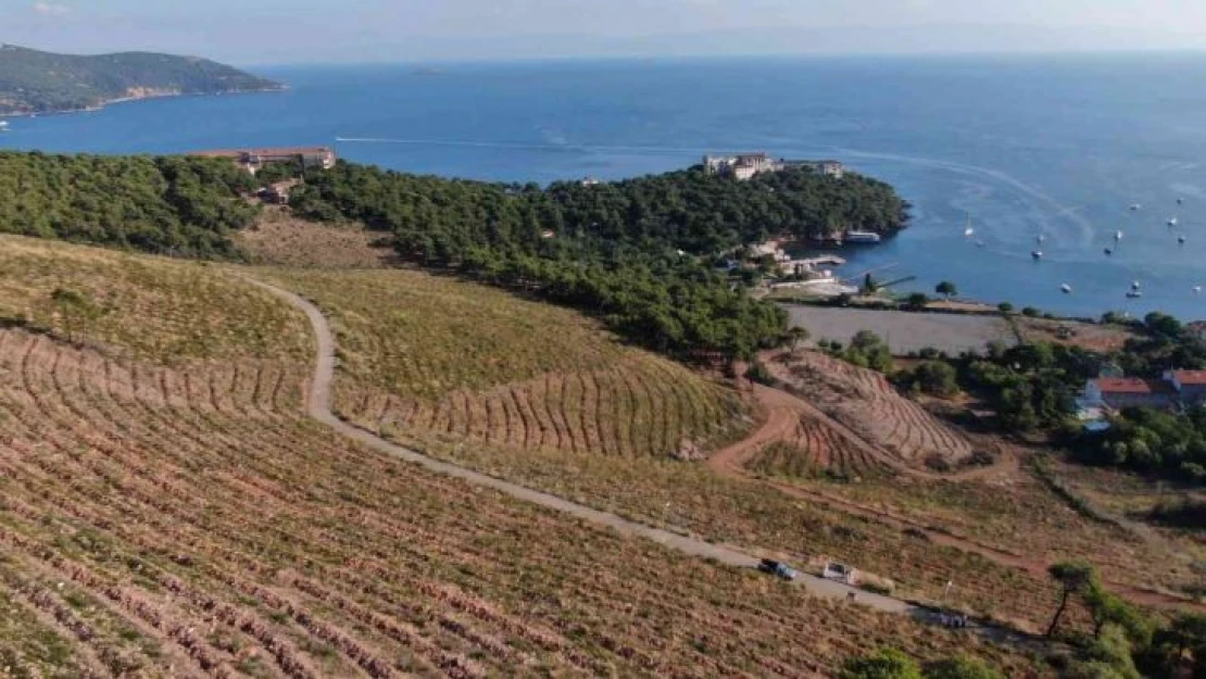 Heybeliada'da yanan ormanlık alan 1. yıl dönümünde eski yeşil görünümüne kavuşuyor