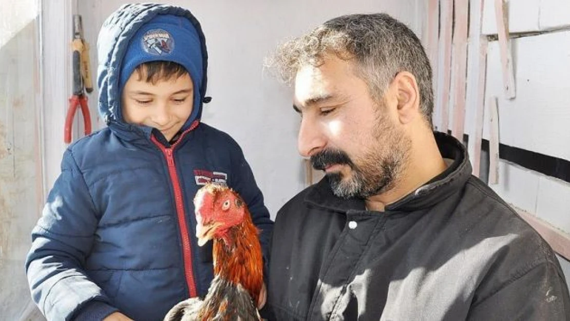 Horozlarına 'çocukları gibi' bakıyor