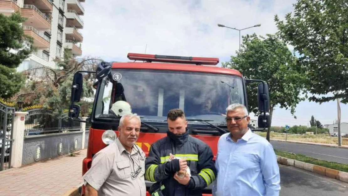 İki gün ağaçta mahsur kalan yavru kedi Dermanbaba'nın duyarlılığı sayesinde kurtarıldı