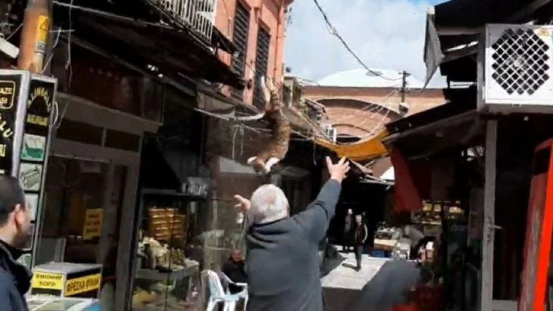 İş yerinin tabelasında mahsur kalan kediyi kurtarmak için seferber oldular