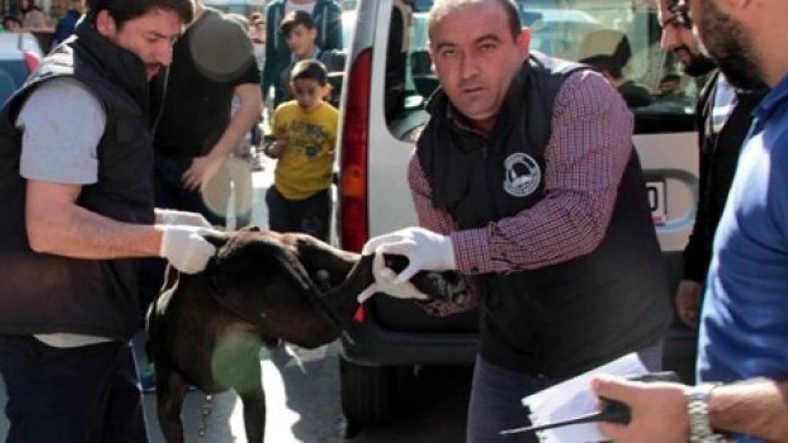 İstanbul'daki pitbull dehşeti: 3 yaralı