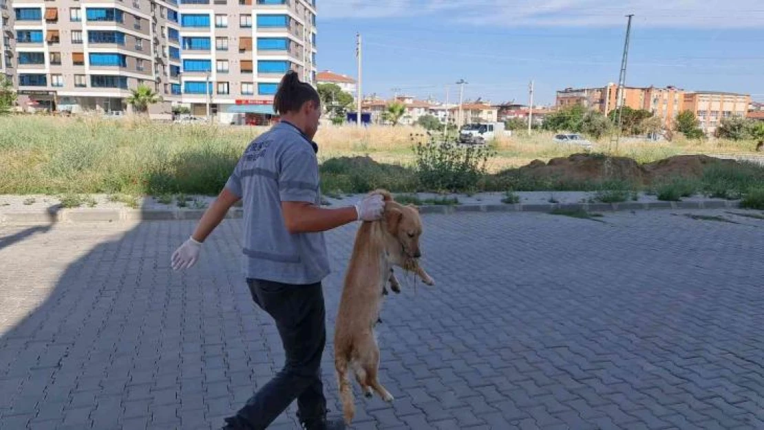 İzmir'de zehirlenen kedi ve köpekler telef oldu