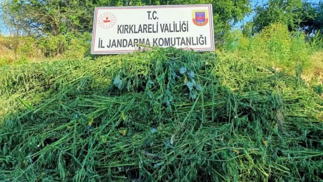 Jandarma drone ile tespit etti: 661 bin kök kenevir yakalandı