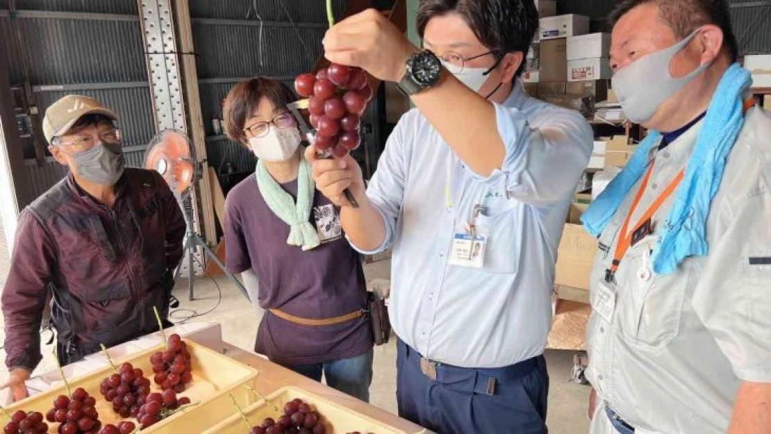 Japonya'da özel üretim salkım üzüm, 10 bin 800 dolara satıldı