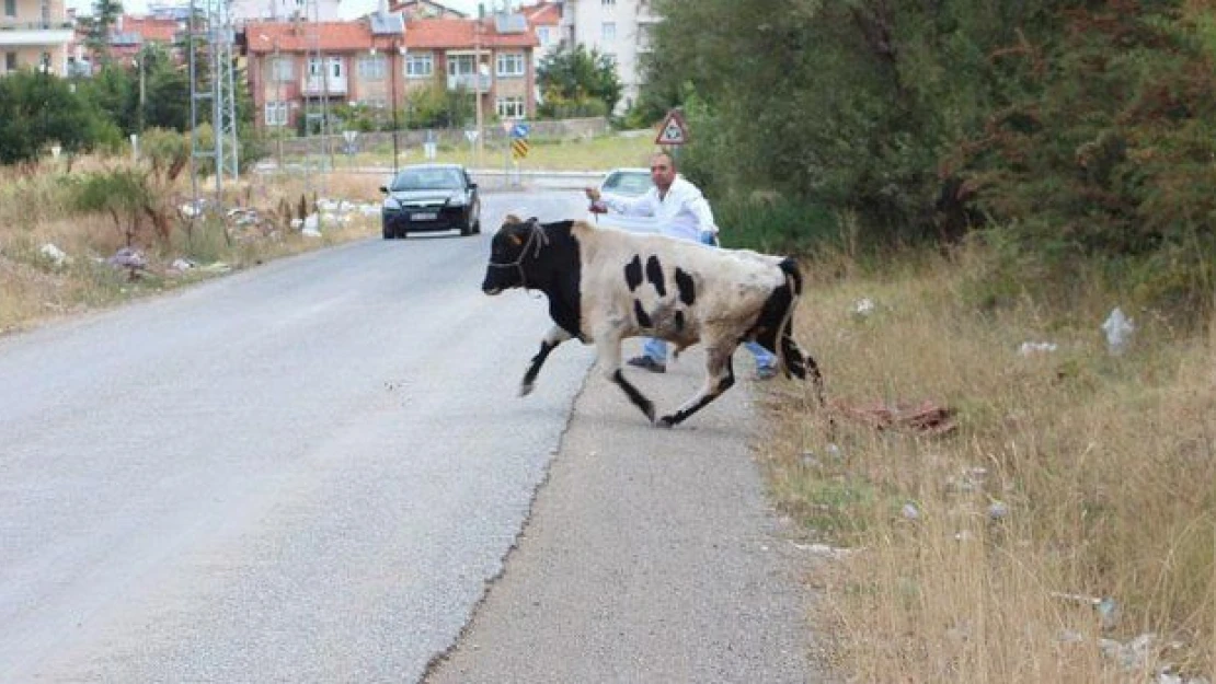 Kaçan kurbanlıklar zor anlar yaşattı