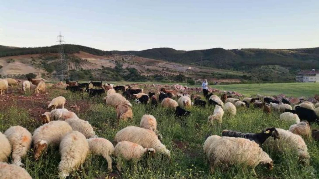 Kahramanmaraş'ta göçerlerin yayla mesaisi başladı