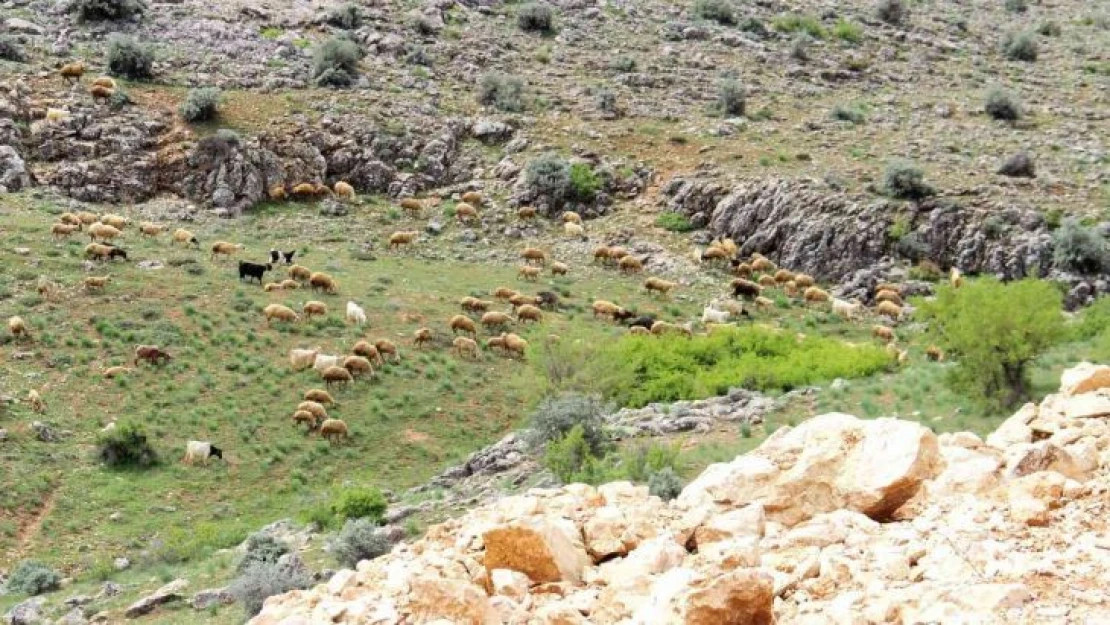 Kahramanmaraş'ta sürüler yaylalara çıkmaya başladı