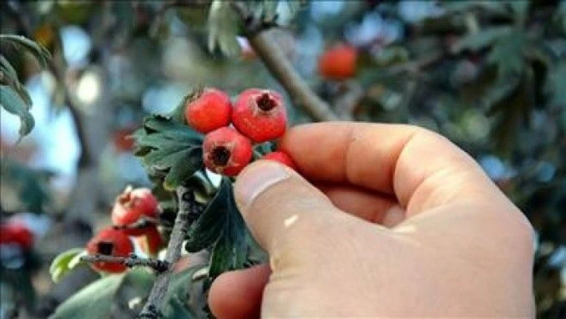 Kalp sağlığınız için 'alıç' tüketin önerisi