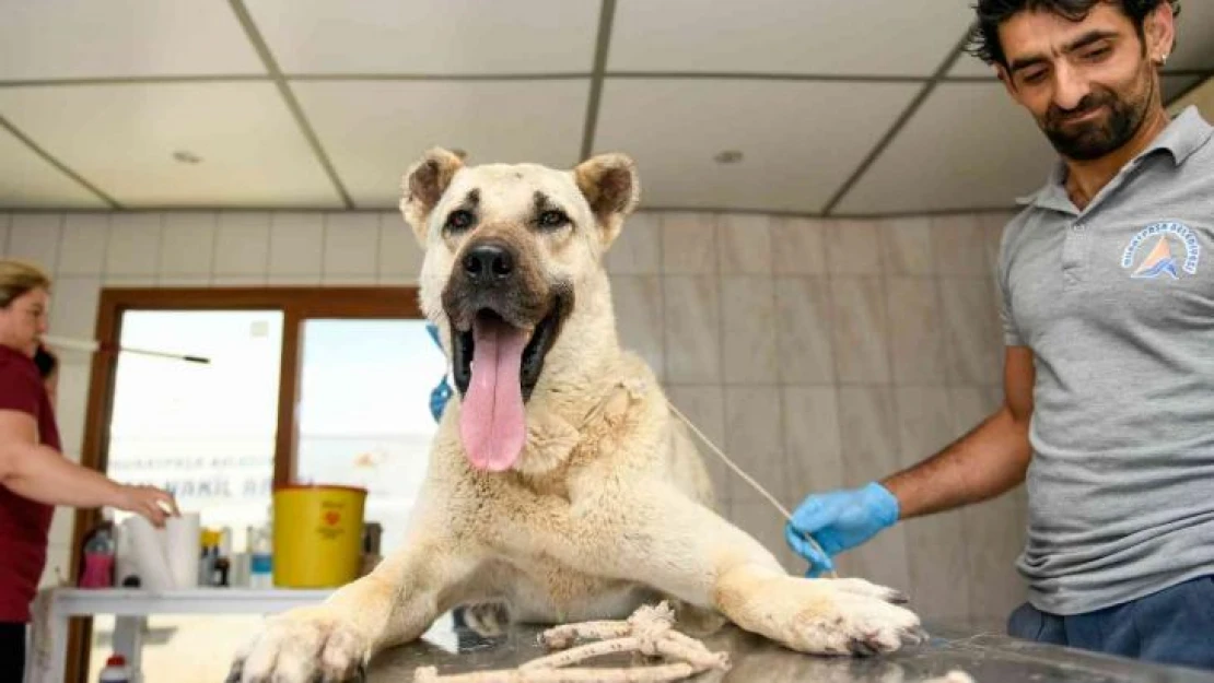 Kamyonetin arkasında sürüklenen köpek tedavi altına alındı