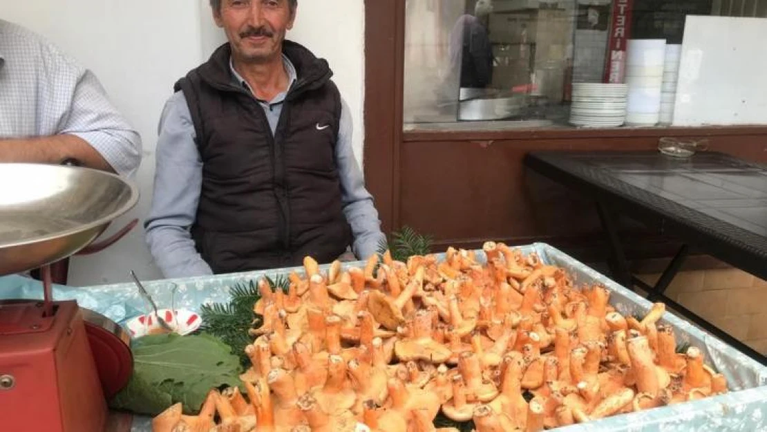 Kanlıca mantarı kilosu 100 TL'den pazardaki yerini aldı