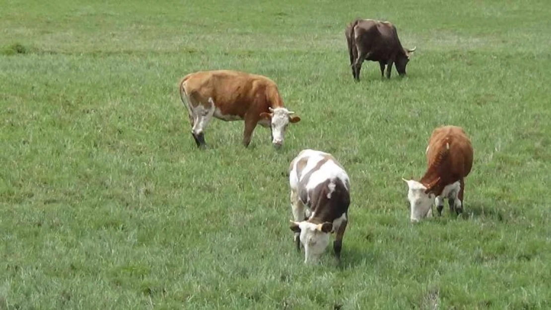 Kars'ta hayvanlar meralara salındı