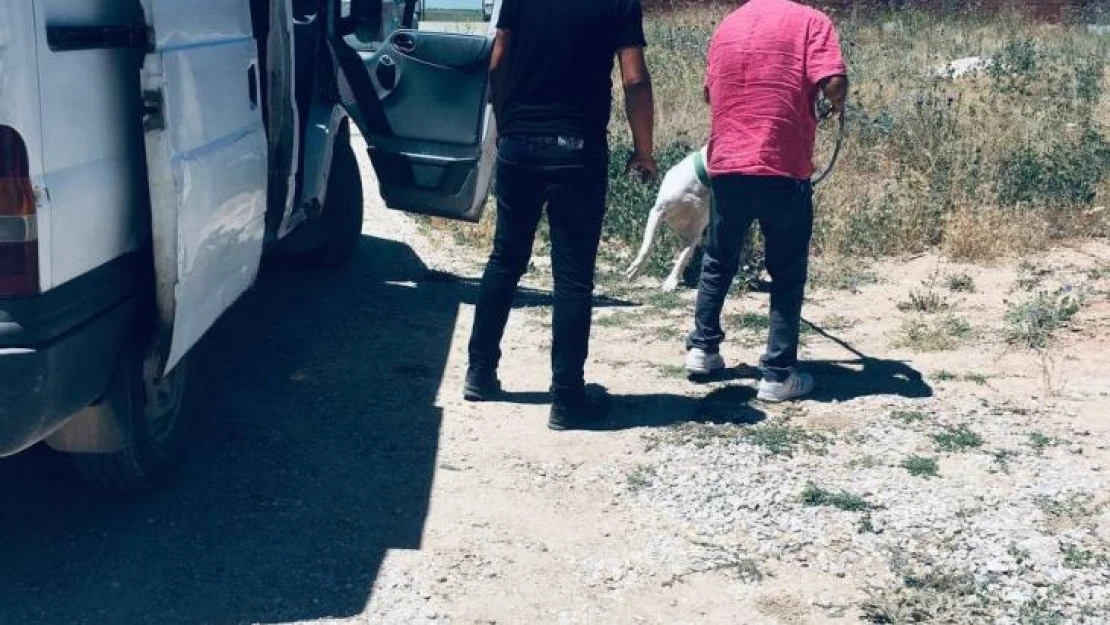 Kırşehir'de polisten 'Pitbull' operasyonu
