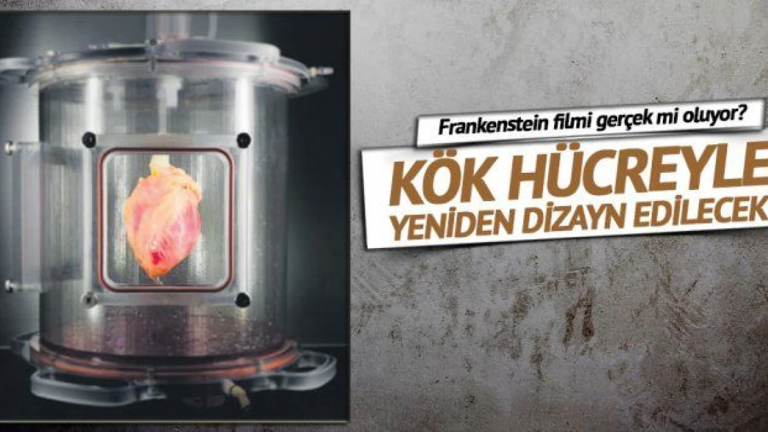 Kök hücreden kalp nakli için dev adım