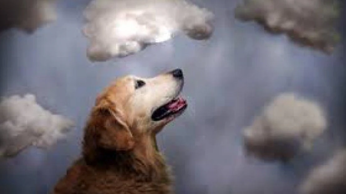 Köpeklerin havlaması bulutlara zarar verir mi?