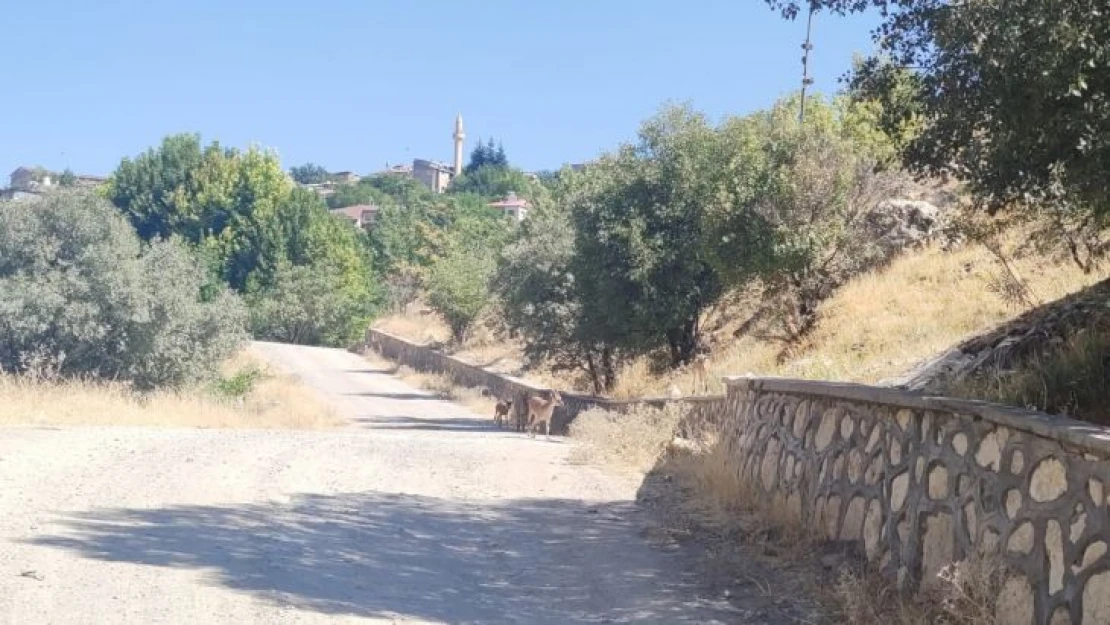 Koruma altındaki dağ keçileri şehre indi