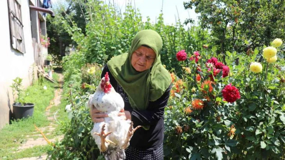 Köylülerin hayvanlarını telef eden köpekler korku salmaya devam ediyor