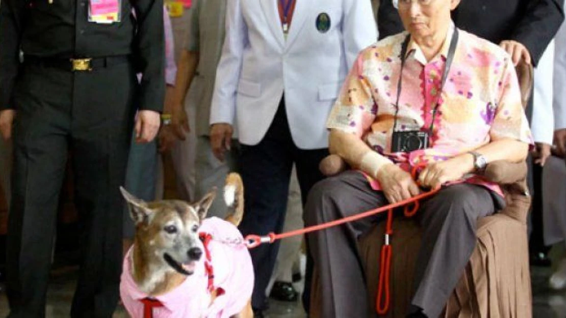 Kral'ın köpeğine hakaret etti, 37 yıl hapsi isteniyor