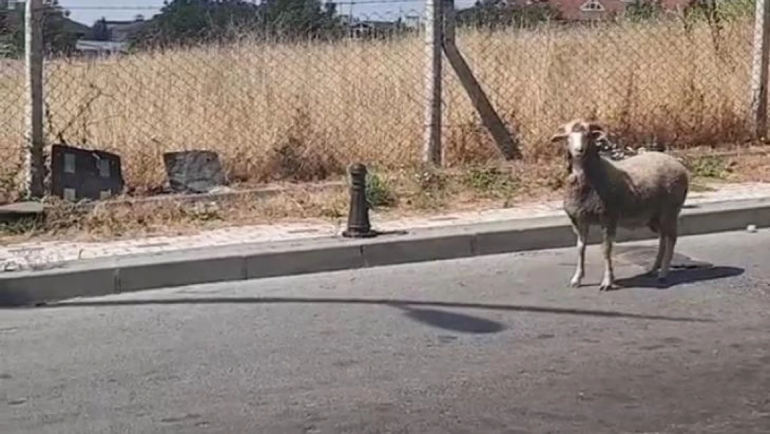 Kurban Bayramı'nda yine hayvanlar kaçtı, vatandaşlar zor anlar yaşadı