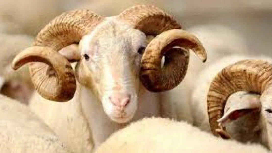 Kurbanlık fiyatları borsa gibi... İl il değişiyor