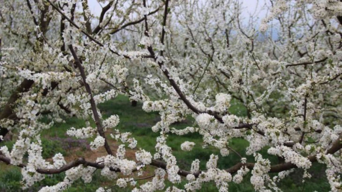 Lezzetliyle ünlü Eşme eriği ağaçları çiçek açtı