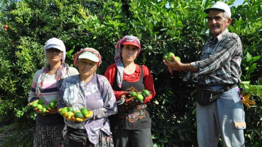 Lime cinsi limonda hasat başladı: Kilosu 50 lira