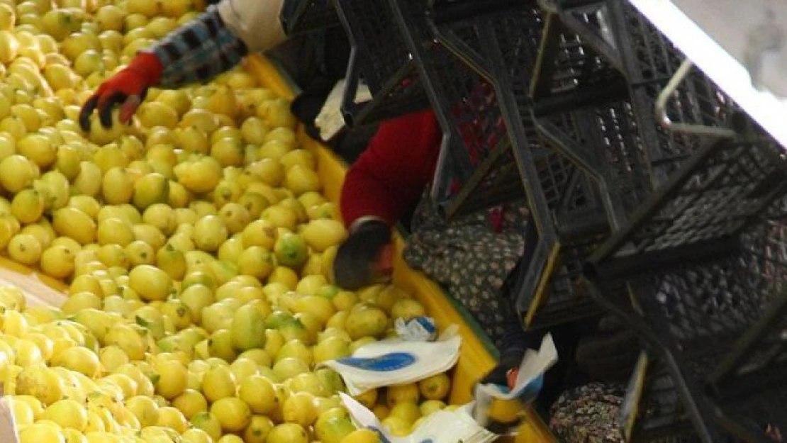 'Limon altın çağını yaşıyor'