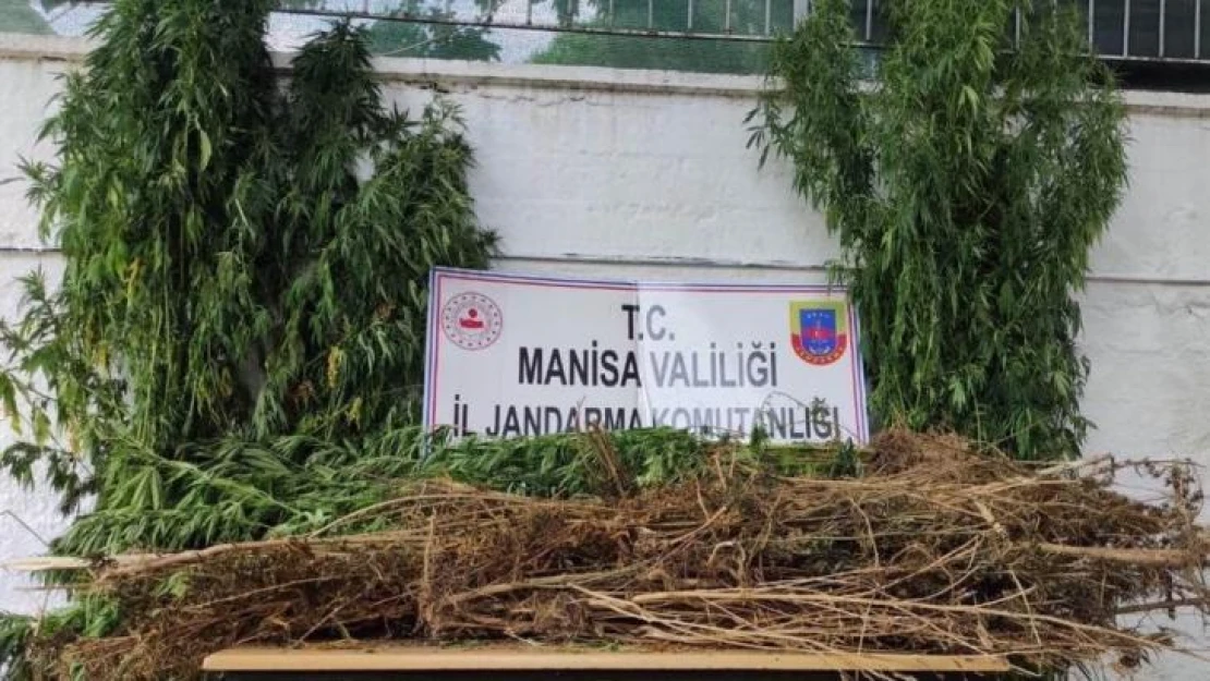 Manisa'da jandarmadan kenevir operasyonu