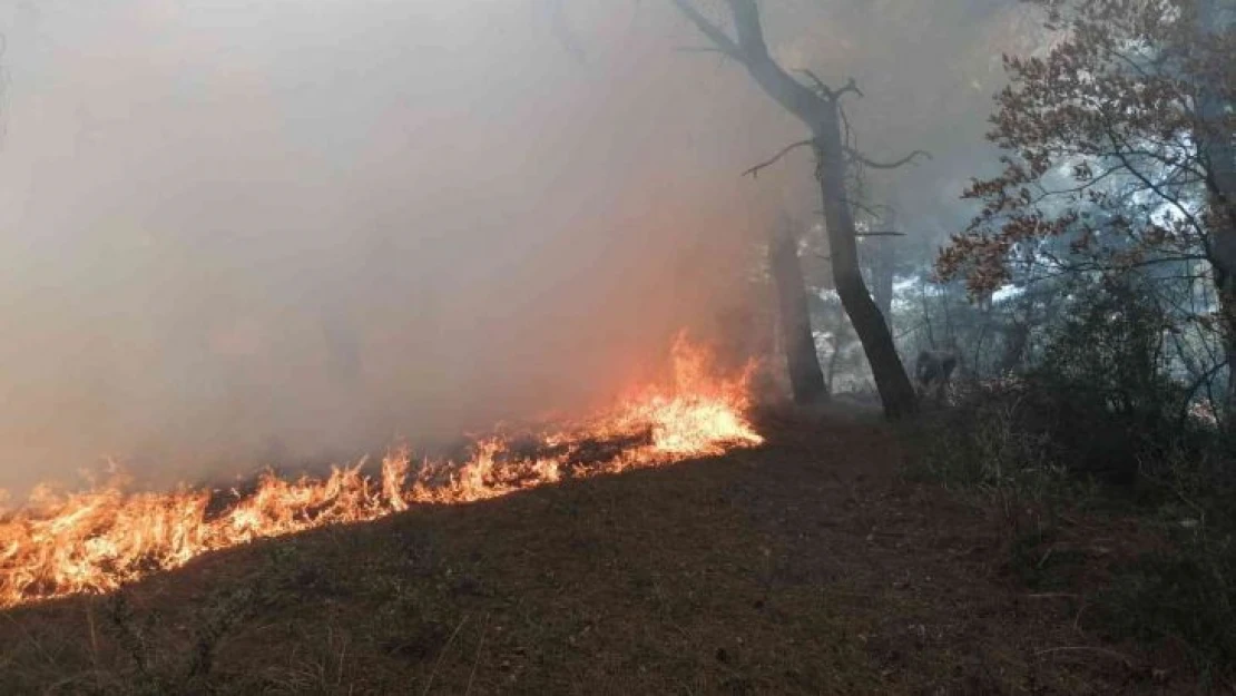 Manisa'da orman yangını köylülerin de yardımıyla kontrol altına alındı