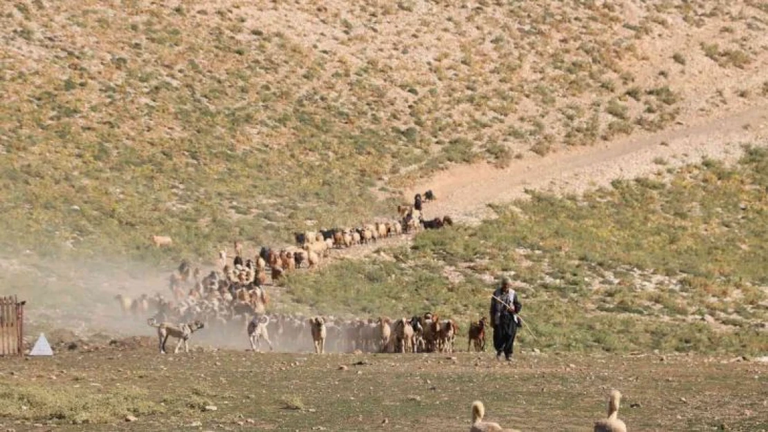 Maraş dondurmasına süt üretiyorlar