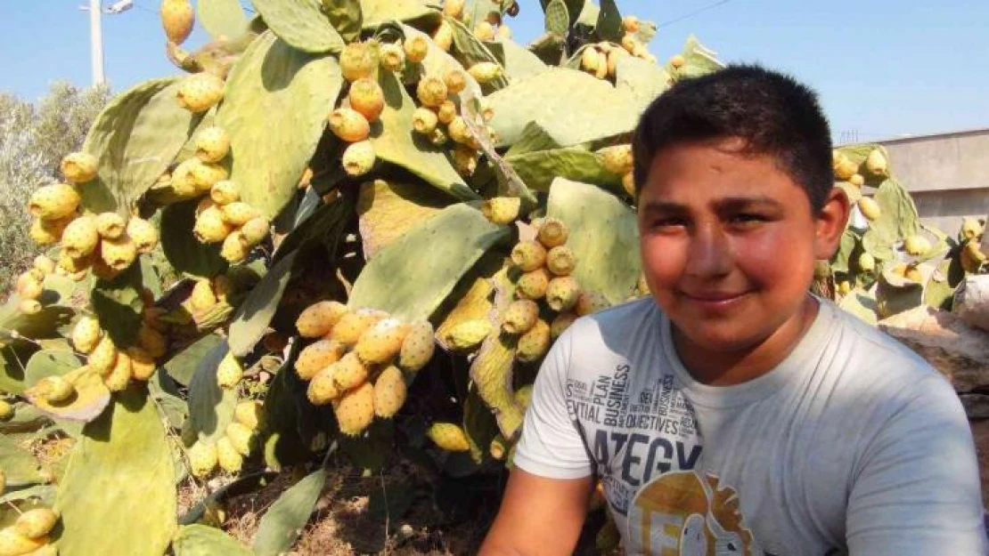 Mersin'de dikenli incir hasadı başladı