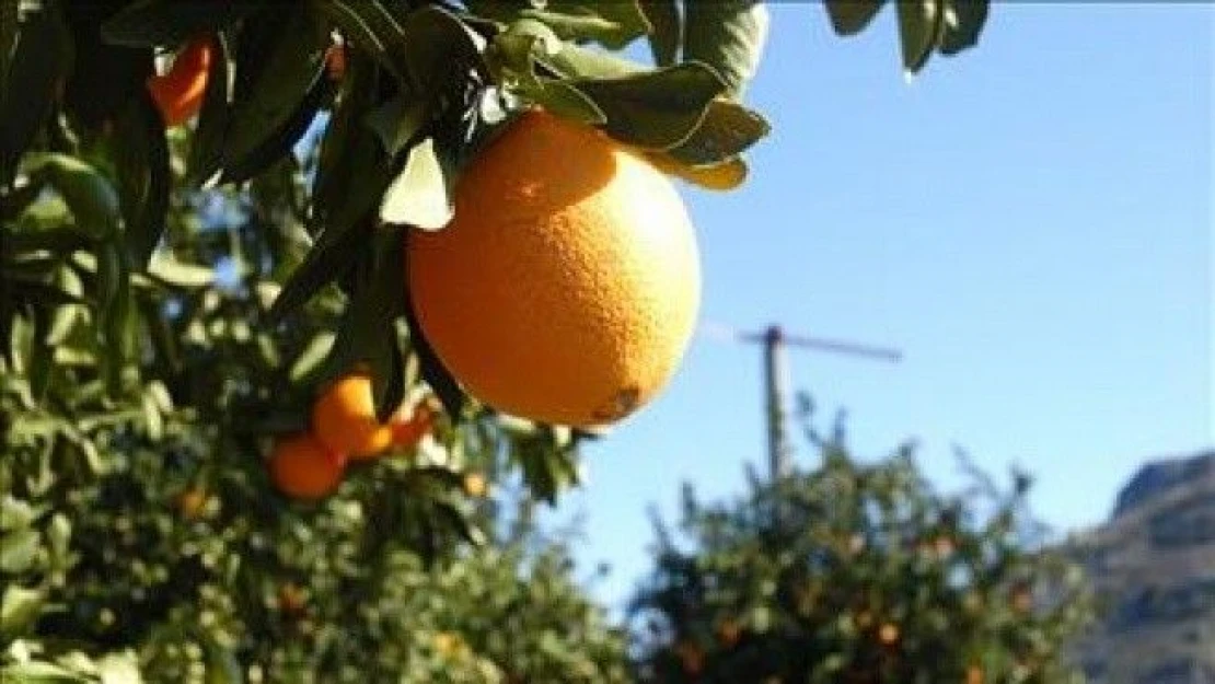 Meteorolojiden zirai don uyarısı