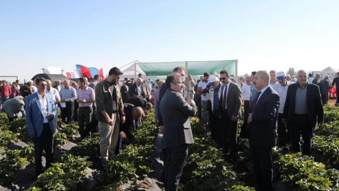 Mezopotamya Çilek Bahçesi'nde tarla günü etkinliği