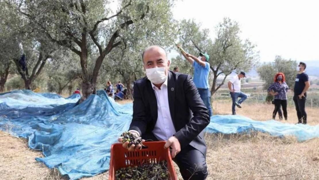 Mudanya'nın geleneksel zeytin yetiştiriciliği Unesco'ya aday