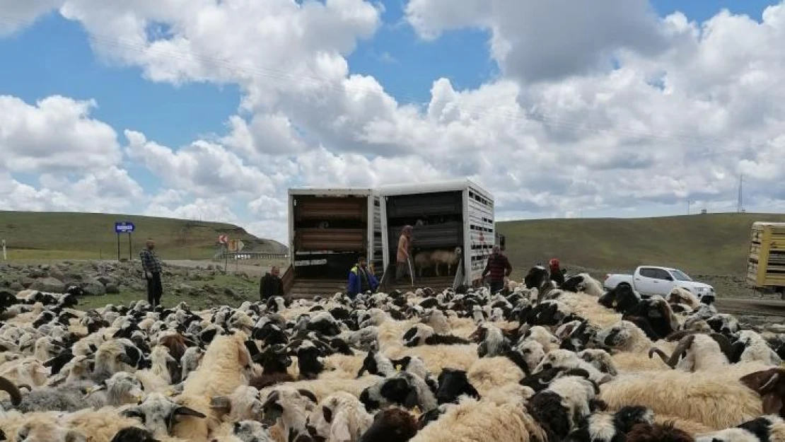 Muhtarın öldürüldüğü sürü kavgası sonrası 4 bin 500 küçükbaş ilçe dışına taşındı