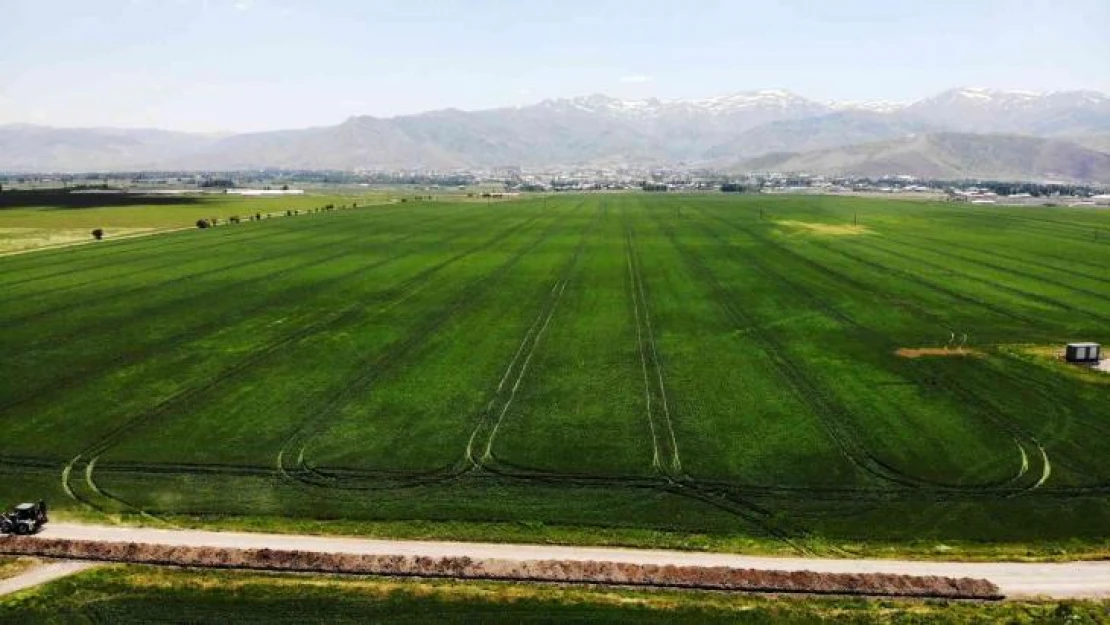 Muş'ta buğday ve arpadan ekonomiye 2 milyar 547 milyon TL katkı bekleniyor