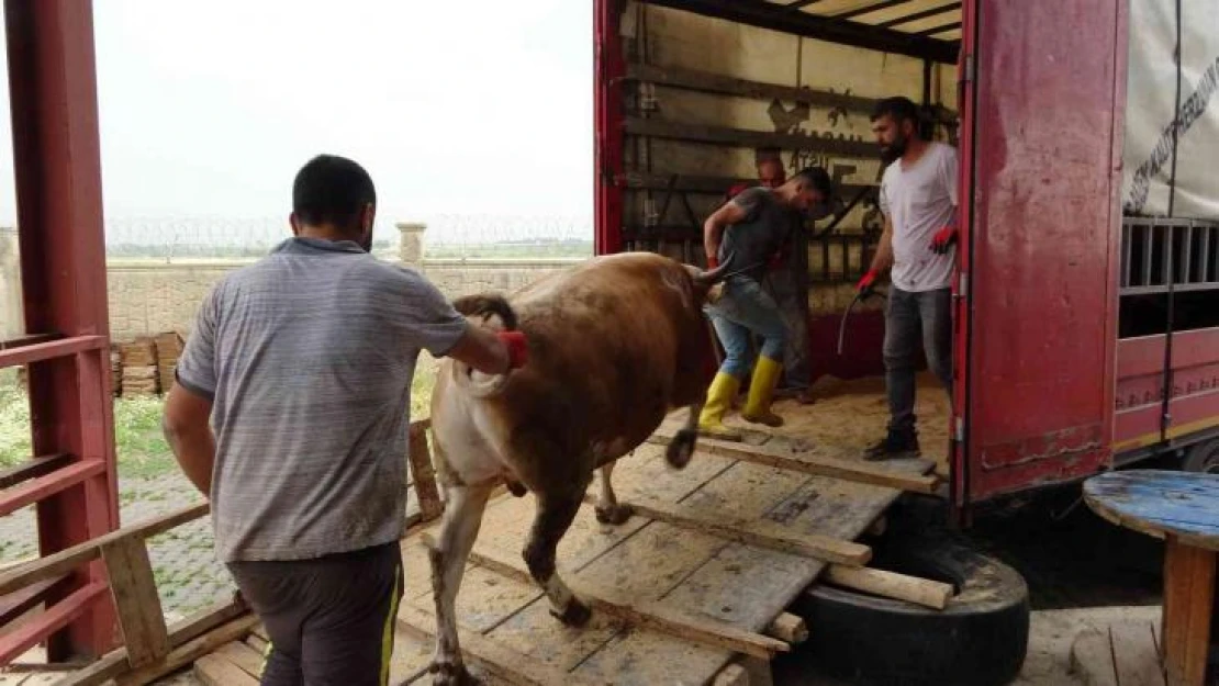 Muş'tan batı illerine kurbanlık sevkiyatı başladı