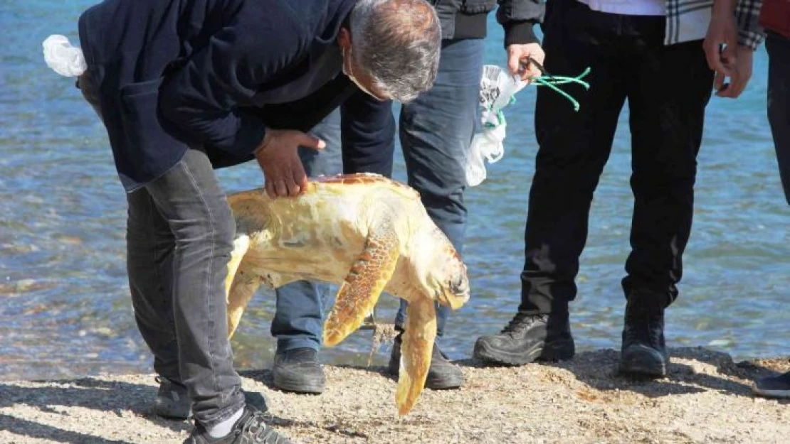 Ölü caretta caretayı görenler şoke oldu