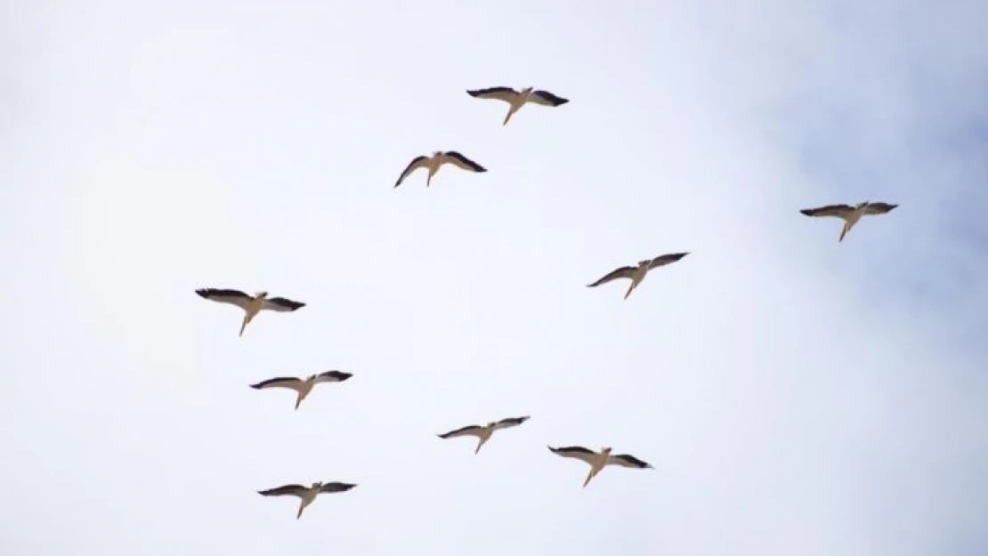 Onlarca leylek gökyüzünü renklendirdi