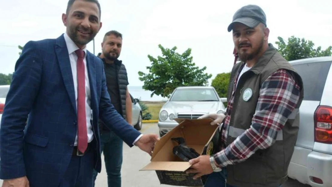 Ordu'da kargalar sürü halinde vatandaşları kovaladı