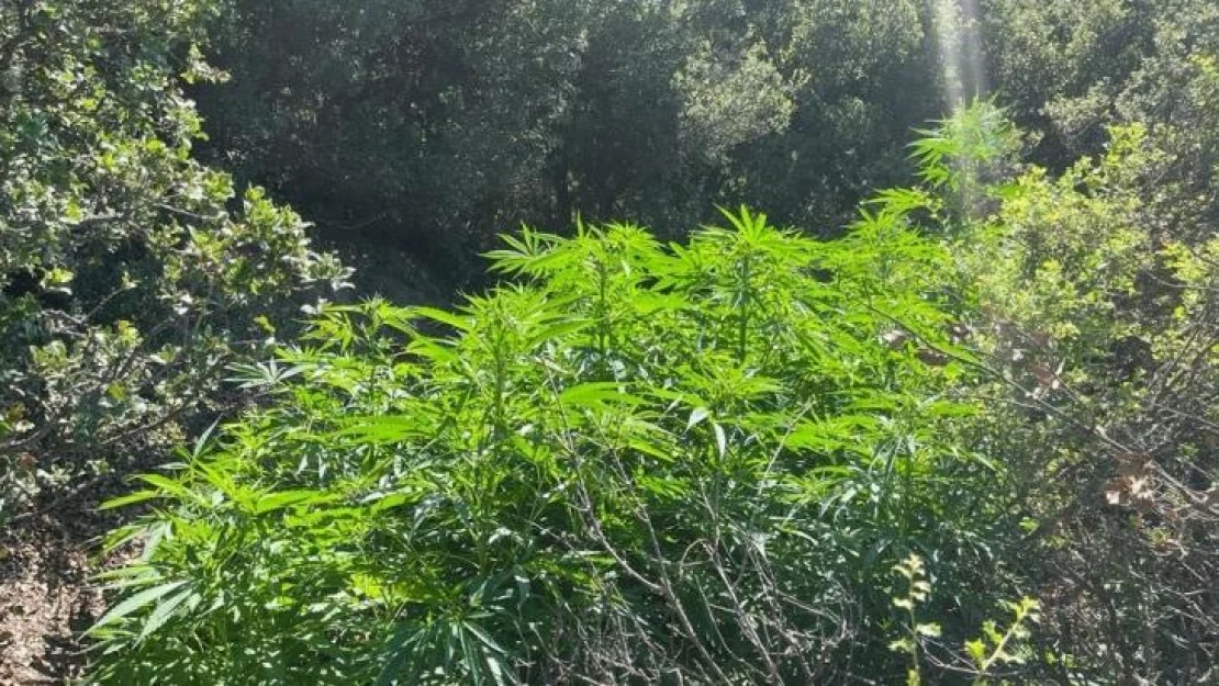 Ormanlık arazide 6 farklı noktaya ekilmiş kenevirler bulundu