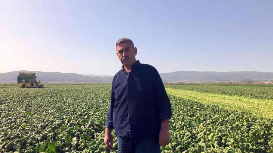 Avrupa'nın ıspanağı Bursa'dan gidiyor