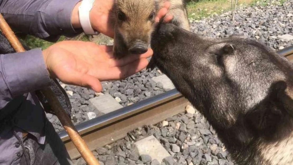 Peşine takılan yavru yaban domuzunu önce sevdi, daha sonra doğal ortamına bıraktı