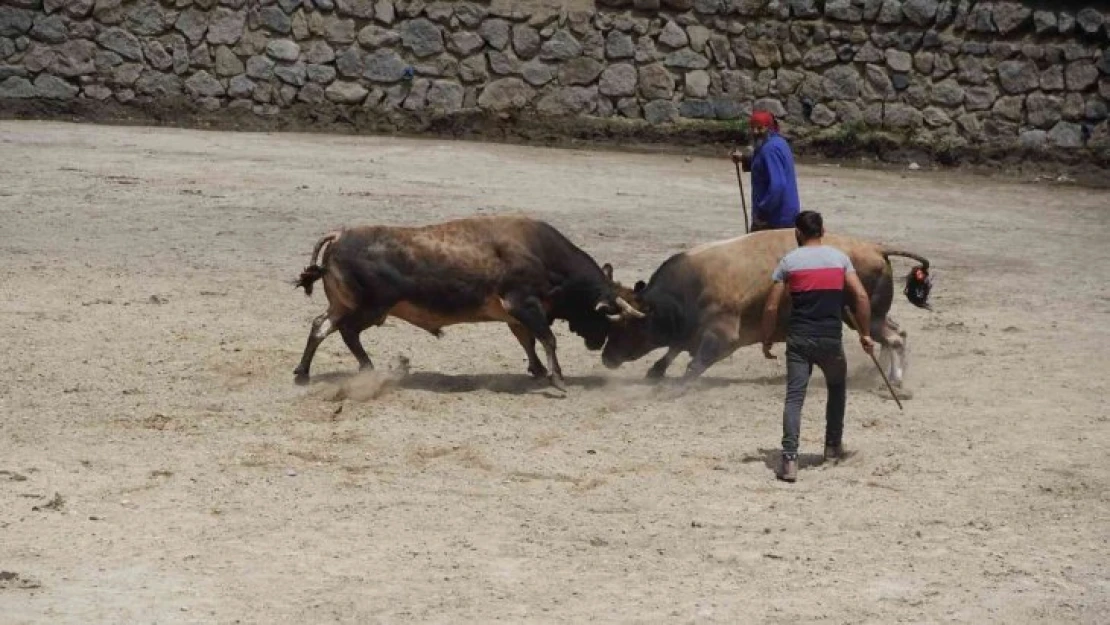 Rize'de boğalar kıyasıya yarıştı