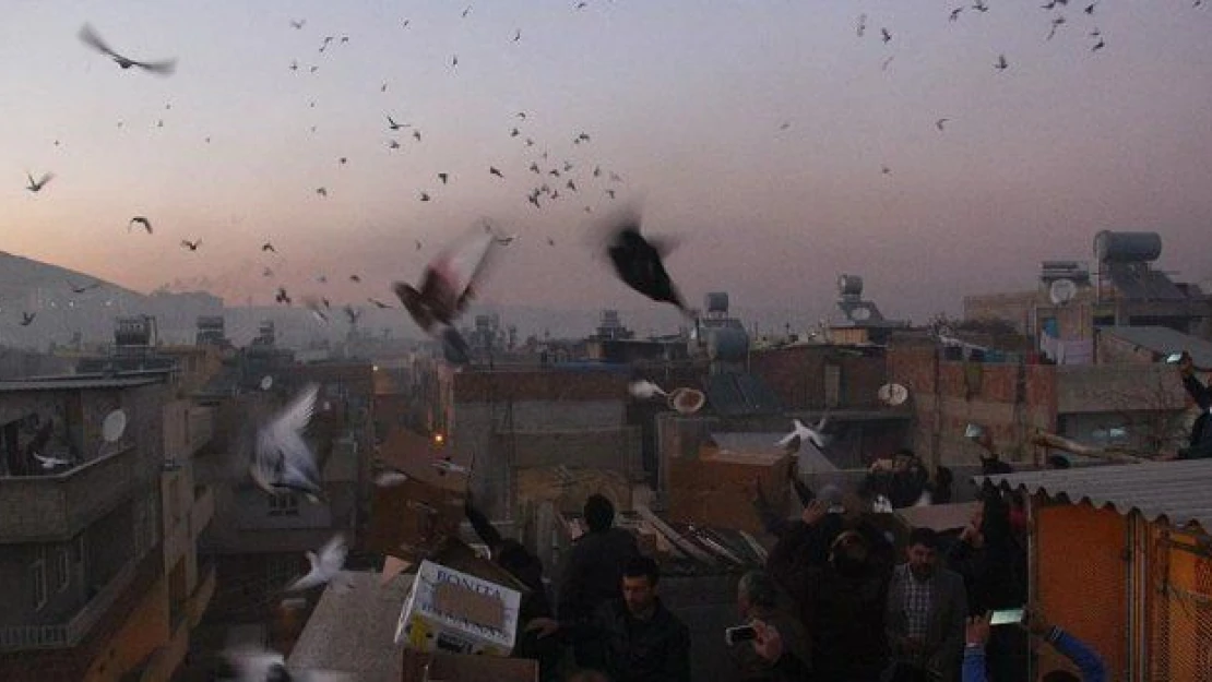 Şanlıurfa'da güvercin meraklıları yarıştı