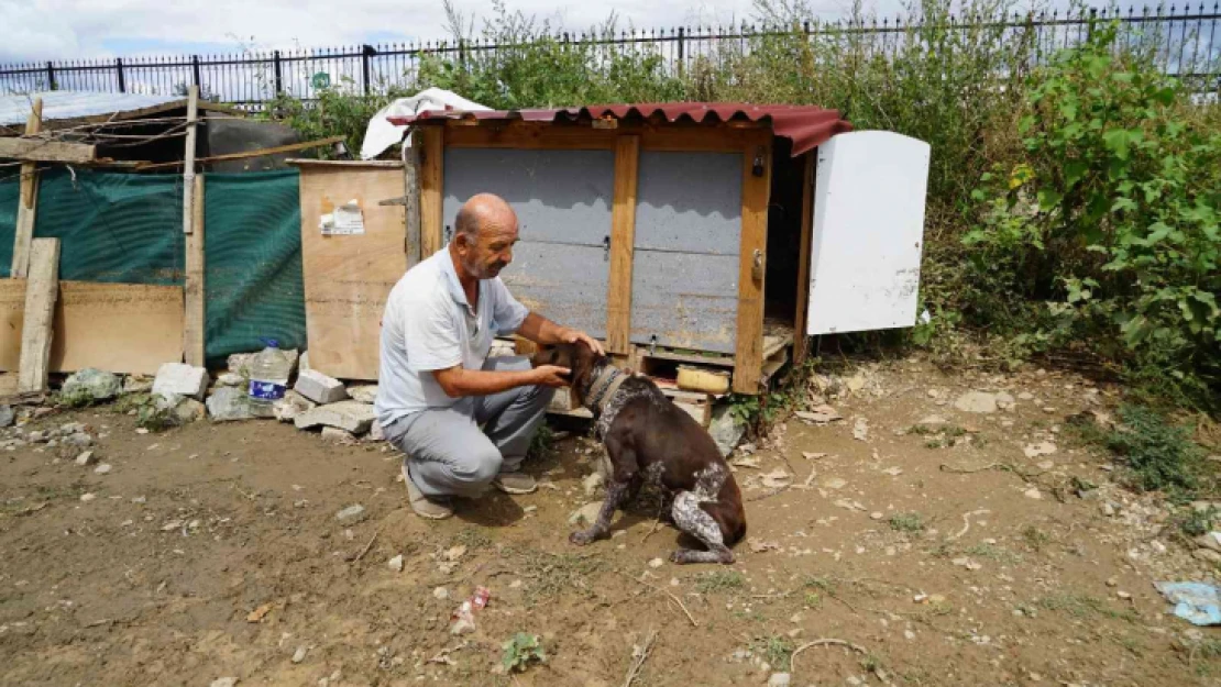 Selde canını hiçe saydı, hayvanlarını boğulmaktan böyle kurtardı